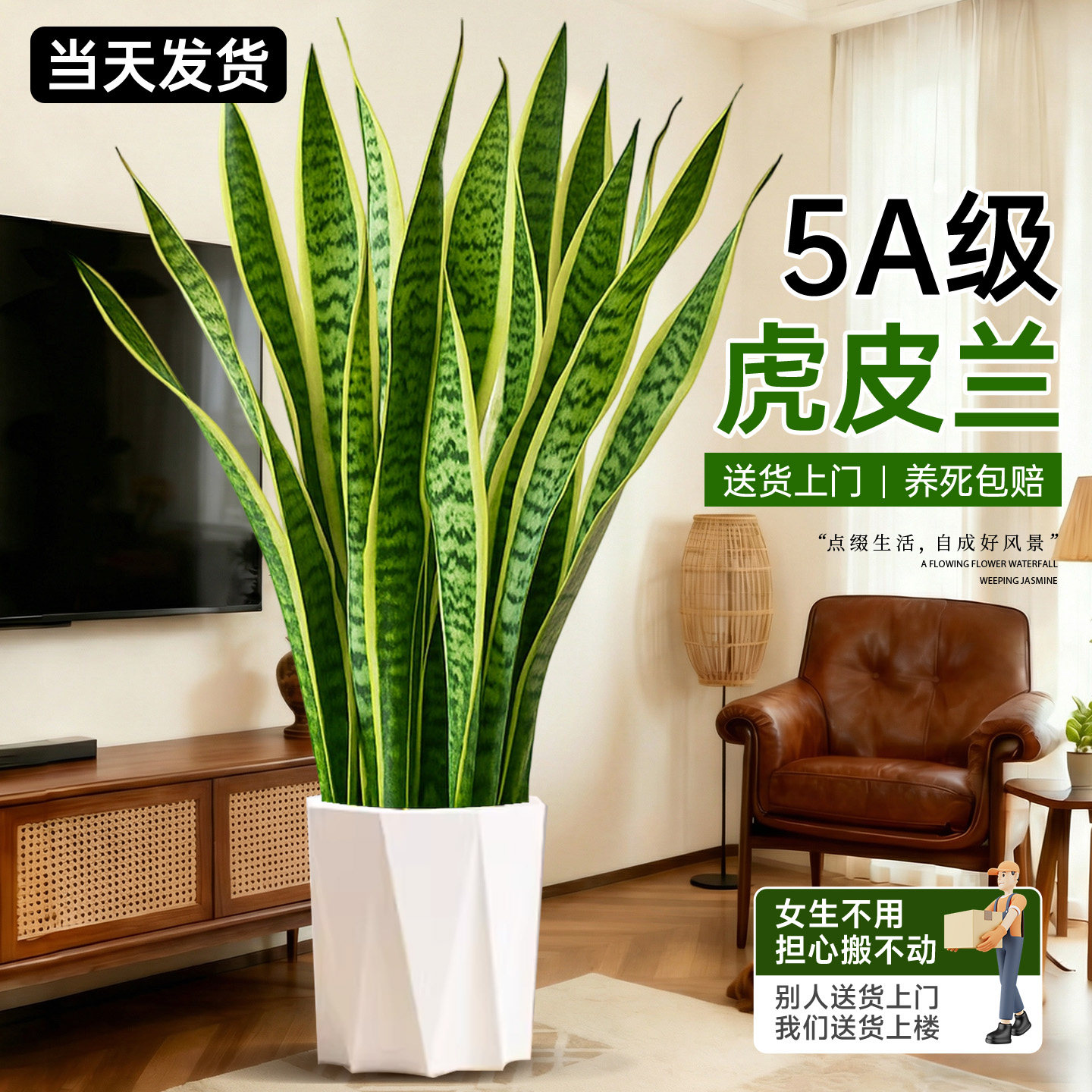 金边虎皮兰绿植客厅大型盆栽四季常青新房室内净化空气办公室好养,鲜花速递/花卉仿真/绿植园艺,大型绿植/成品组合盆栽,淘宝优惠券,粉丝福利购,淘宝优惠卷