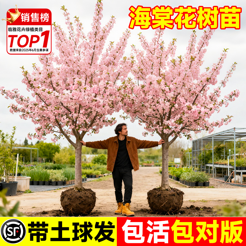 海棠树苗庭院地栽大树北美垂丝西府海棠花卉四季种植耐寒开花植物