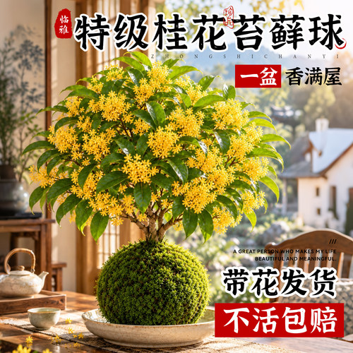 特级桂花苔藓球带花发货不活包赔