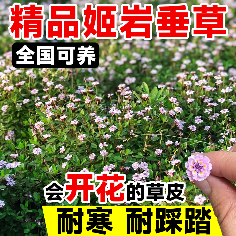 草坪真草皮姬岩垂草盆栽庭院室外四季常青多年生绿化植物地毯-封面