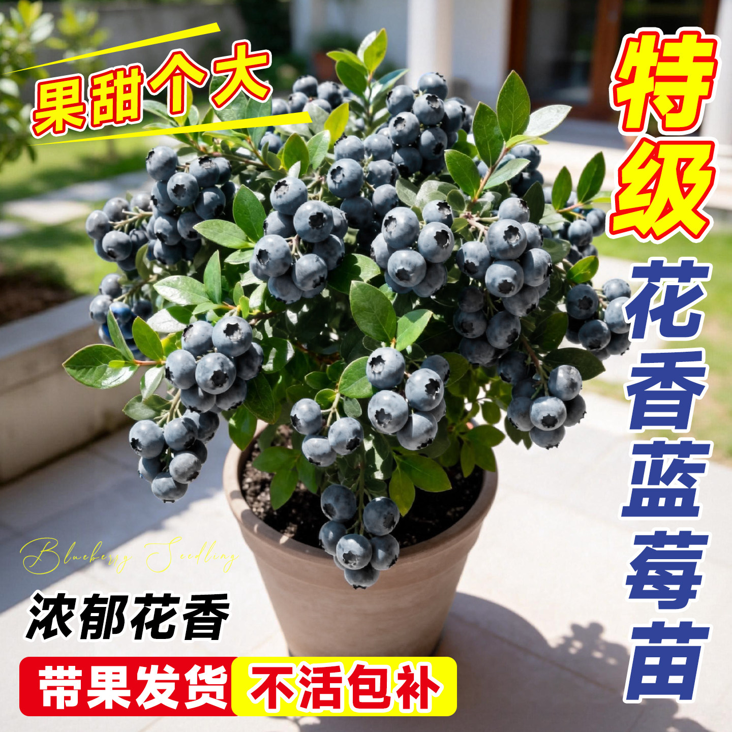 【带果发货】5A特级花香蓝莓盆栽图片