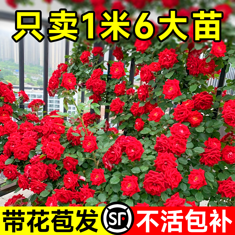 蔷薇花苗藤本月季爬藤四季开墙微花特大树苗浓香龙沙玫瑰花卉盆栽