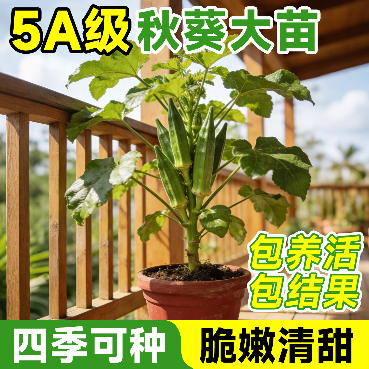 秋葵秧苗水果秋葵苗大苗带土黄红奶油秋葵种籽四季阳台盆栽蔬菜苗