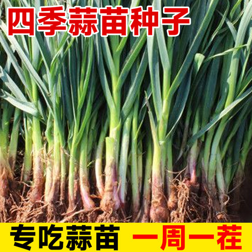 四季宽叶蒜苗蒜种大蒜种子