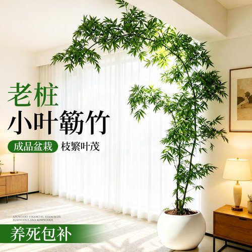 【A+带根老桩】小叶簕竹收到即赏