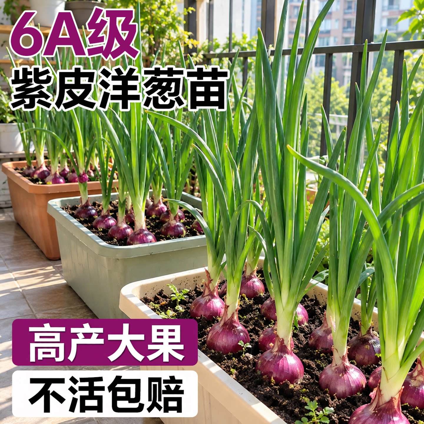 洋葱苗秧山东寿光紫皮水果红皮带根盆栽阳台地栽种子批发高产蔬菜