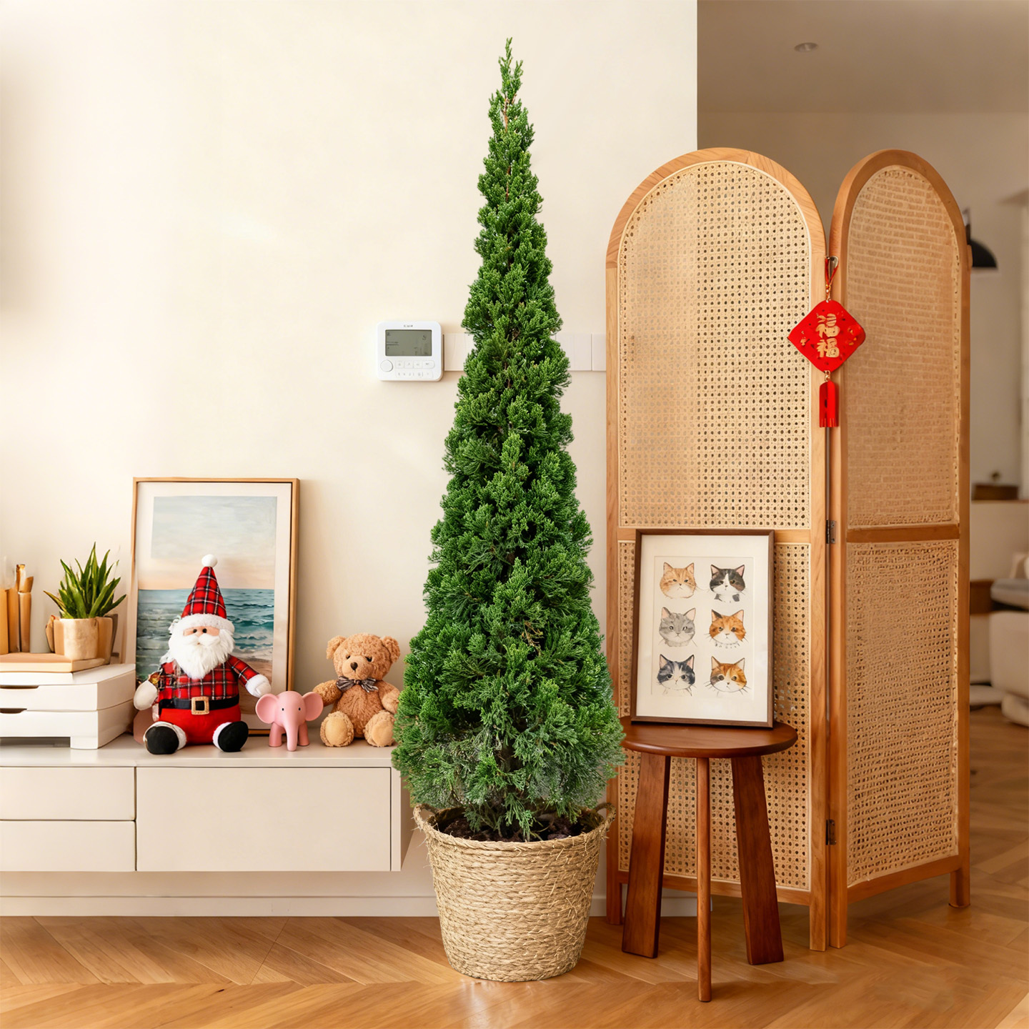 【圣诞树·真树】氛围感天花板