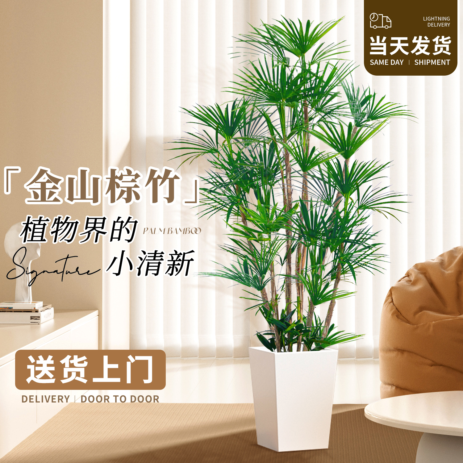 金山棕竹盆栽大型绿植客厅好养