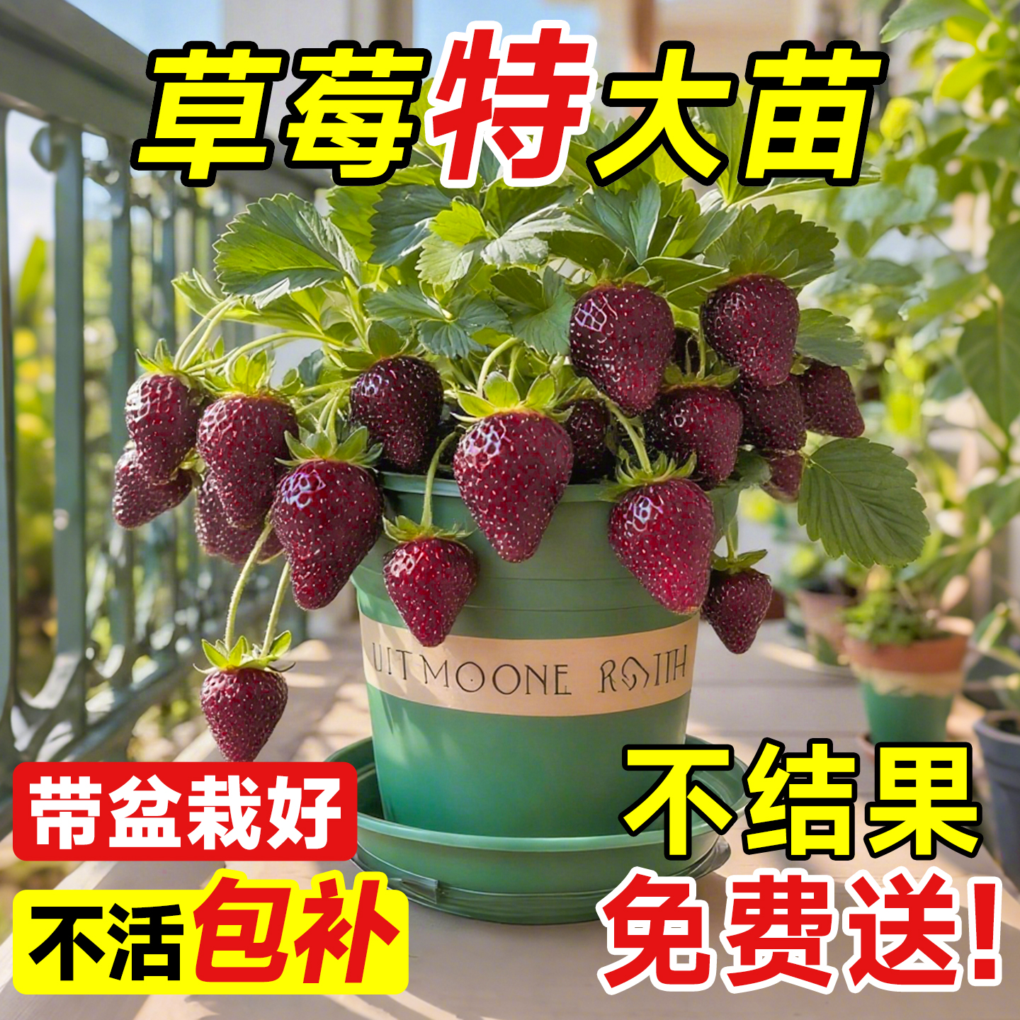 草莓秧苗四季结果盆栽对版包结果