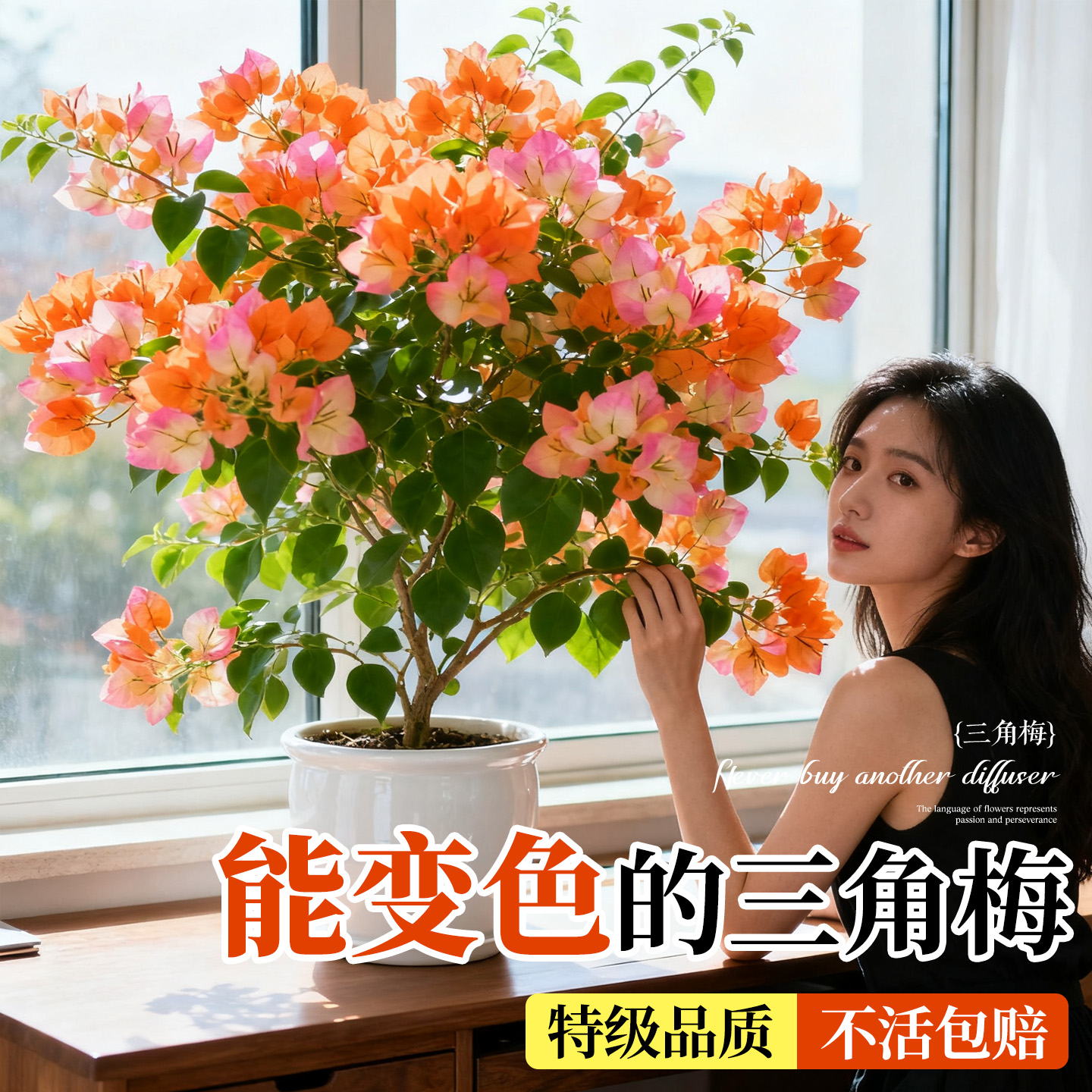 【会变色的三角梅】特级不活包赔