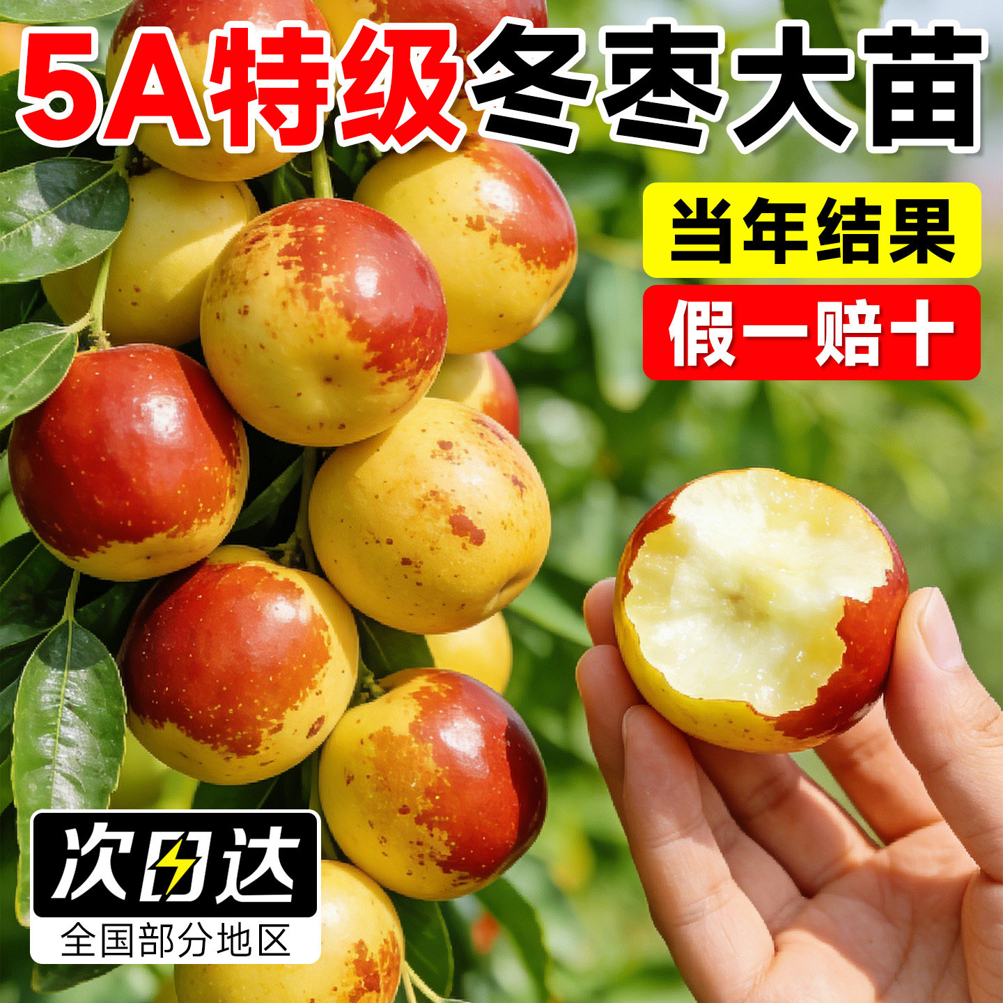 枣树活苗特大冬枣嫁接树苗沾化冬枣三代大枣超甜奶枣苹果水果青枣