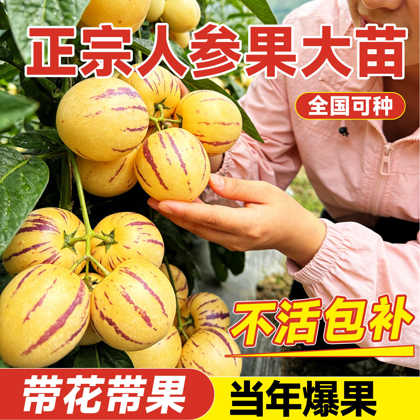 【带果发货】人参果盆栽不活包补图片