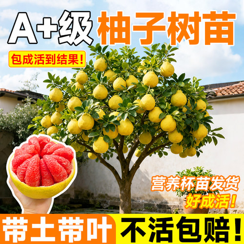 柚子树苗果树沙田柚红心蜜柚果苗