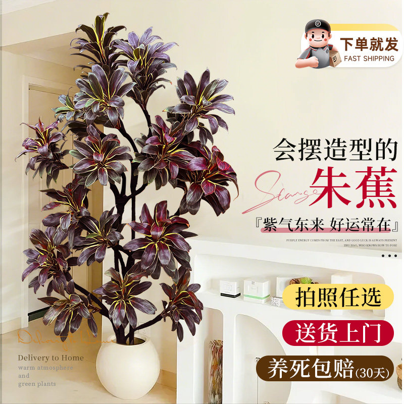 大型绿植娃娃朱蕉室内盆栽植物紫气东来客厅落地办公室四季好养活,鲜花速递/花卉仿真/绿植园艺,大型绿植/成品组合盆栽,淘宝优惠券,粉丝福利购,淘宝优惠卷