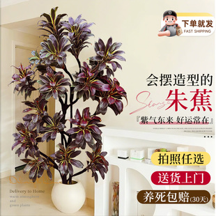 好养活 大型绿植娃娃朱蕉室内盆栽植物紫气东来客厅落地办公室四季
