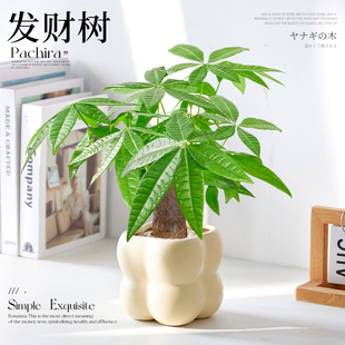 好养活 发财树小盆栽盆景办公室桌面绿植室内植物客厅花卉懒人四季