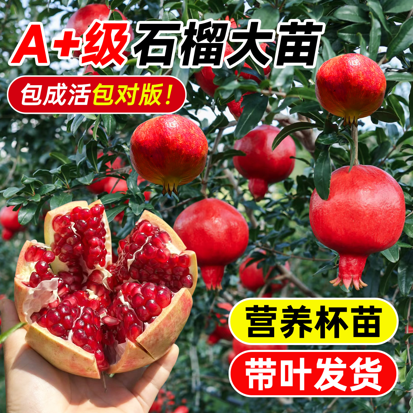 石榴树树苗庭院盆栽老桩