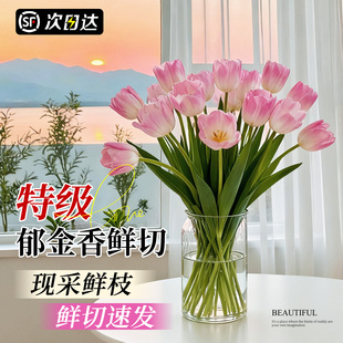 郁金香鲜花云南基地直发顺丰次日达真花鲜切水培花束家用客厅插花