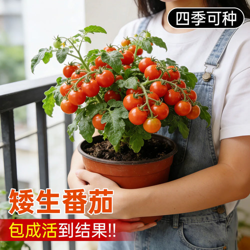 【30天爆果】四季矮生番茄吃不停