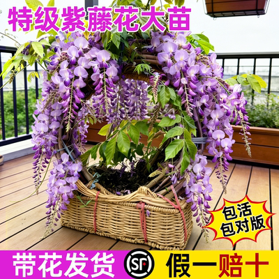 【紫藤花苗包活一年终生包对版】