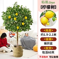 [Развитая корневая система, легко подкармливать] Сорт Лимонное дерево высотой около 1,9-2,1 метра в плетеном горшке [Много ветвей и много результатов] Бесплатный шелк кокосовой пальмы + лоток + удобрение