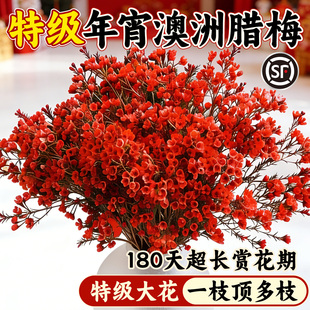 澳洲腊梅鲜花家用插花云南基地直发真花年宵花鲜切枝水培干枝花材