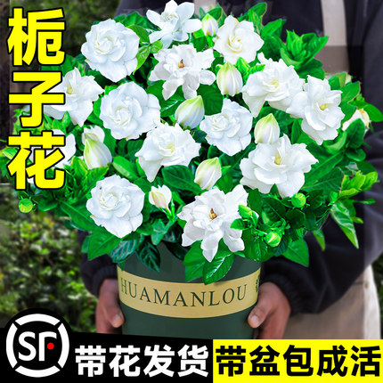 栀子花盆栽带花树苗茉莉花卉植物室内花阳台水培绿植物四季栀枝花