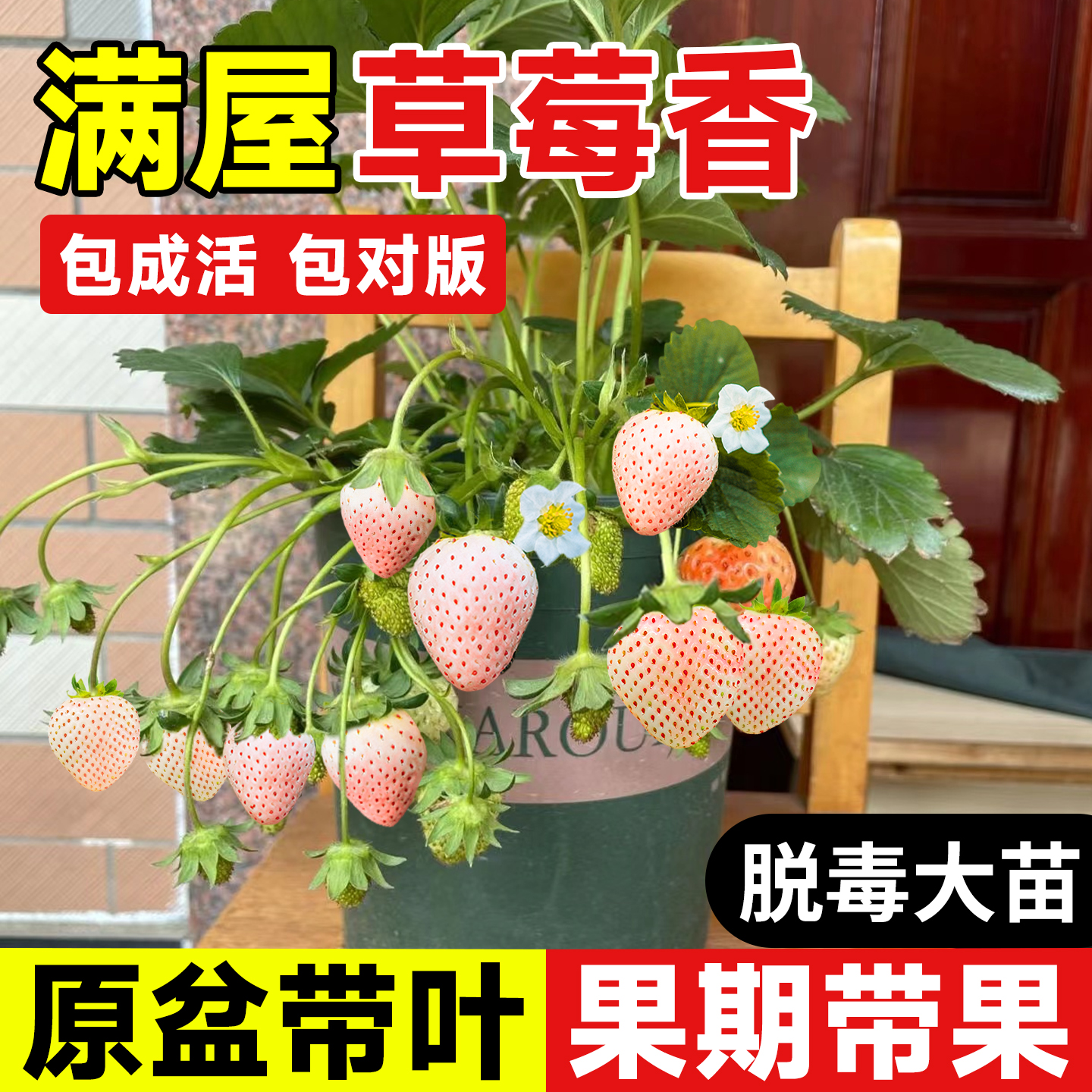 【特级草莓苗】包成活对版至结果