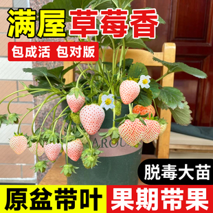白草莓苗秧室内盆栽四季 草莓苗阳台黑珍珠可食用绿植 结果奶油冬季