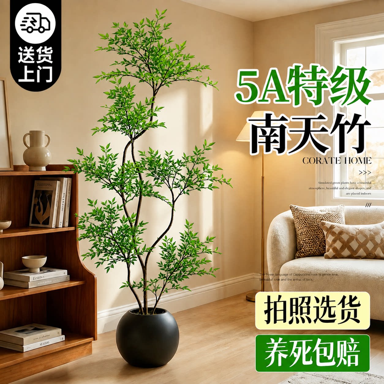 【5A特级南天竹】送货上门包成活图片