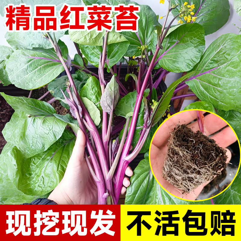 精品红菜苔秧苗长得比吃的还快