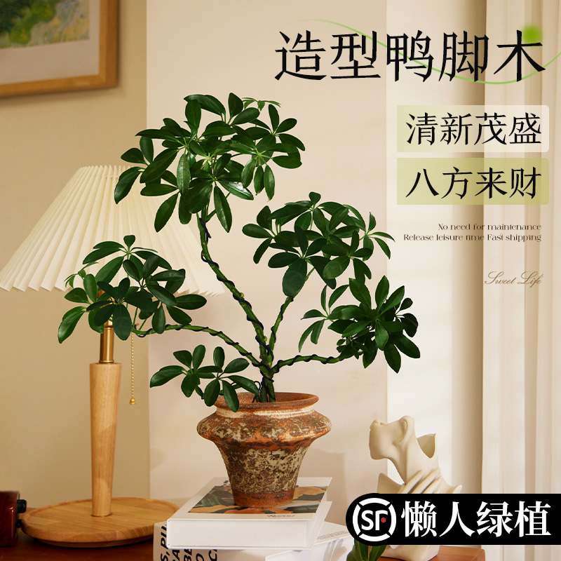 造型鸭脚木八方来财绿植盆栽