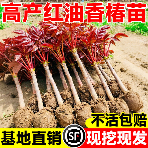 【包成活到采摘】正宗红油香椿苗