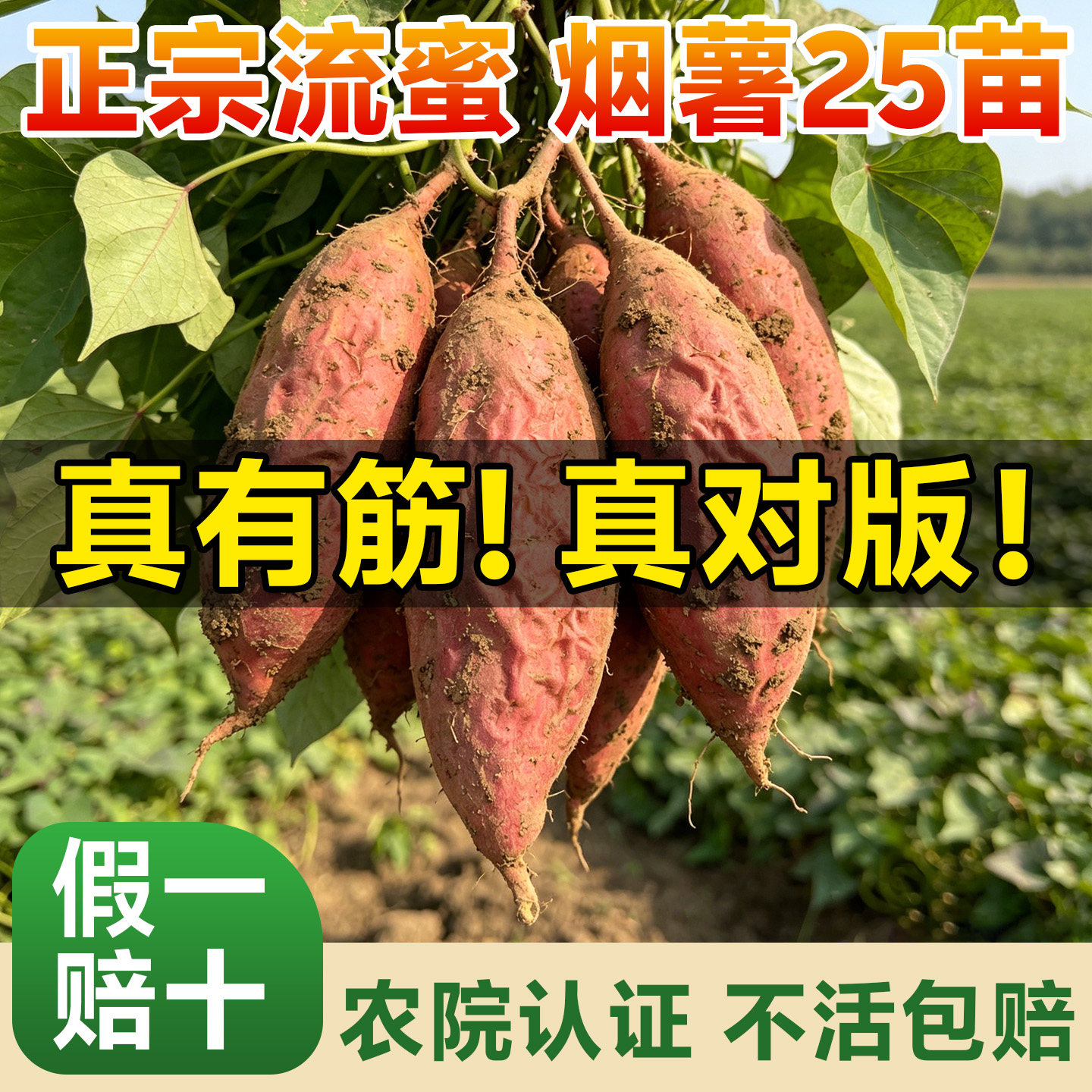山东烟薯25号红薯苗地瓜秧苗批发榴莲紫薯板栗西瓜红蜜薯蔬菜苗种