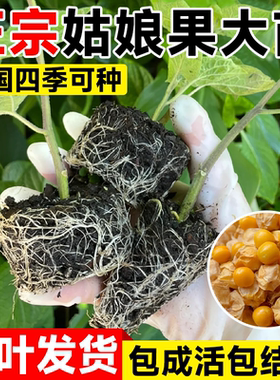 【当年结果】东北特大果姑娘果苗