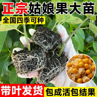 姑娘果苗东北特大苗菇娘果灯笼果种子春季果四季南北方种植水果苗