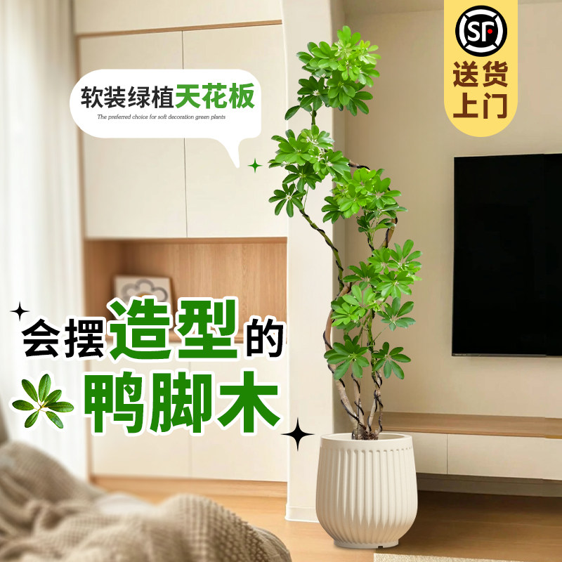 新疆包邮造型鸭脚木客厅大盆栽鸭掌木鹅掌柴室内落地式大型四季常