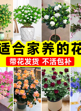 适合家养的花卉大全绿植盆栽室内耐阴好养易活的植物四季庭院开花