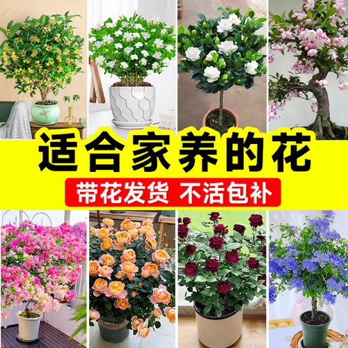 适合家养的花卉大全绿植盆栽