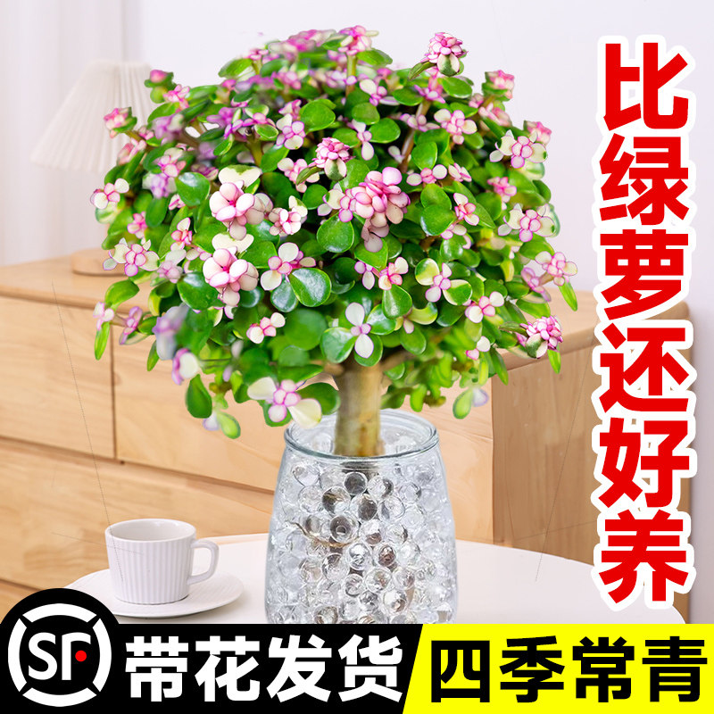 金枝玉叶盆栽老桩水培多肉植物图片