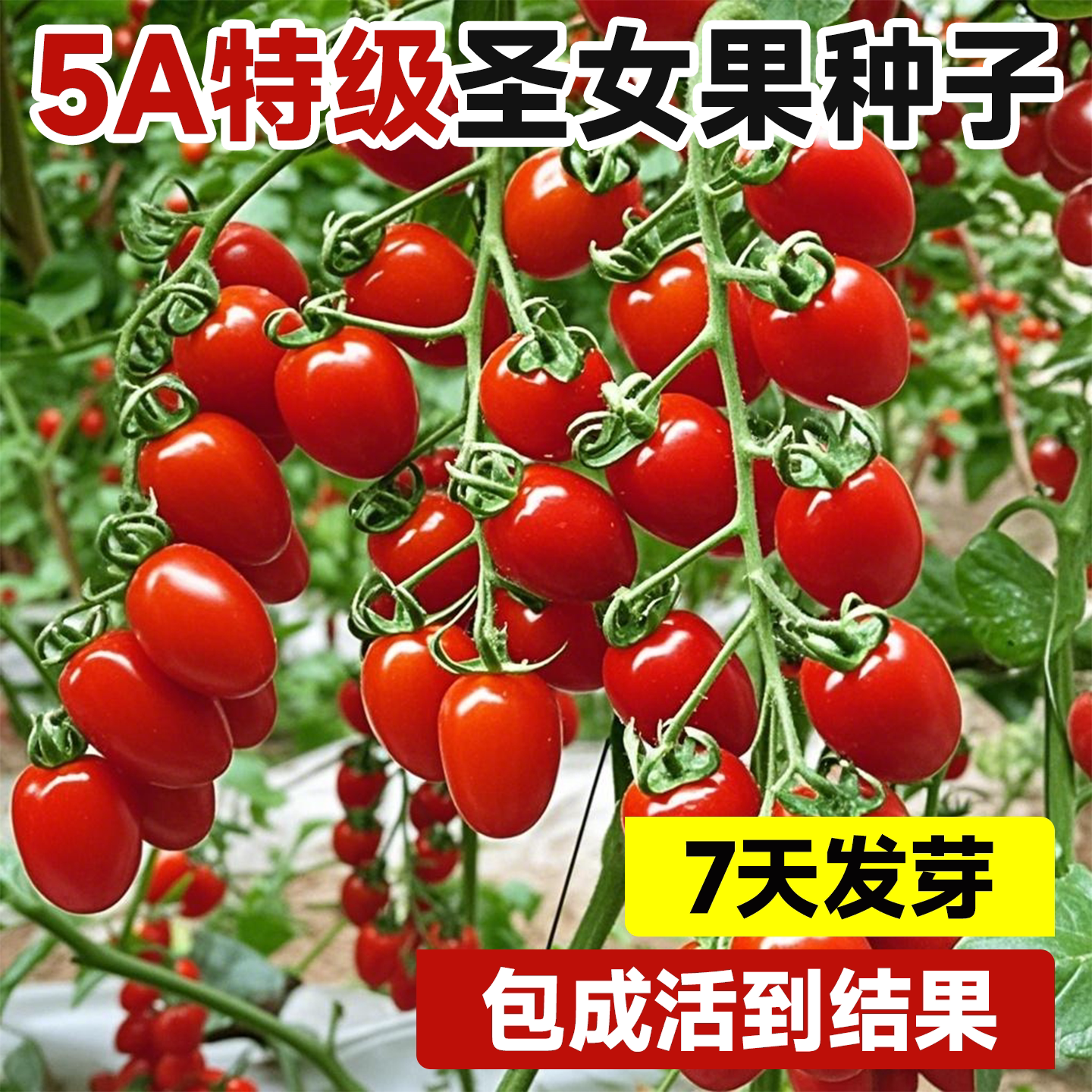【包发芽到结果】5A特级圣女果图片
