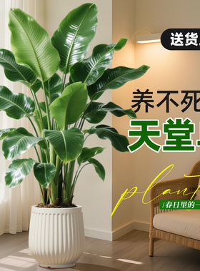 天堂鸟绿植室内办公室客厅大型植物盆栽高级感落地大号好养真花