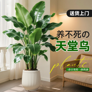 天堂鸟绿植室内办公室客厅大型植物盆栽高级感落地大号好养真花