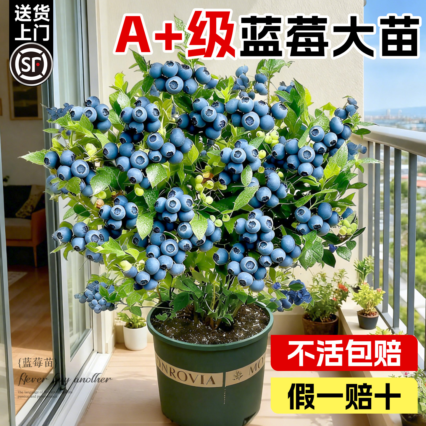 蓝莓树果苗盆栽特大号