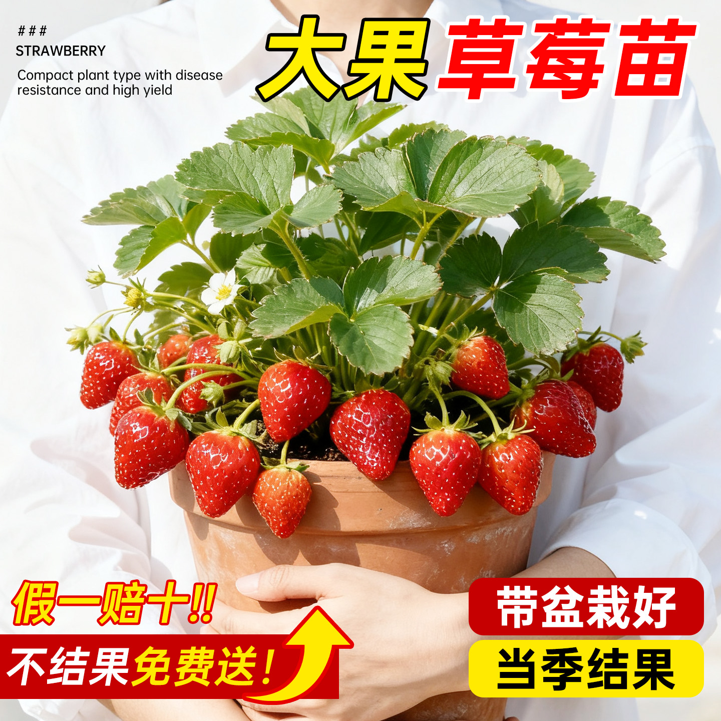 【带盆栽好】草莓盆栽特大号种苗