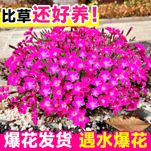 欧石竹花苗石竹花带花苞四季草皮