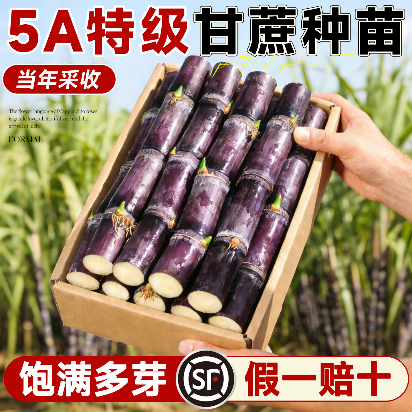 甘蔗苗种黑皮甘蔗种苗新鲜带芽黄金水果甘蔗广西正宗黄青皮种植苗