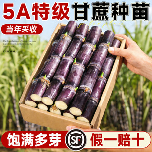 甘蔗苗种黑皮甘蔗种苗新鲜带芽黄金水果甘蔗广西正宗黄青皮种植苗