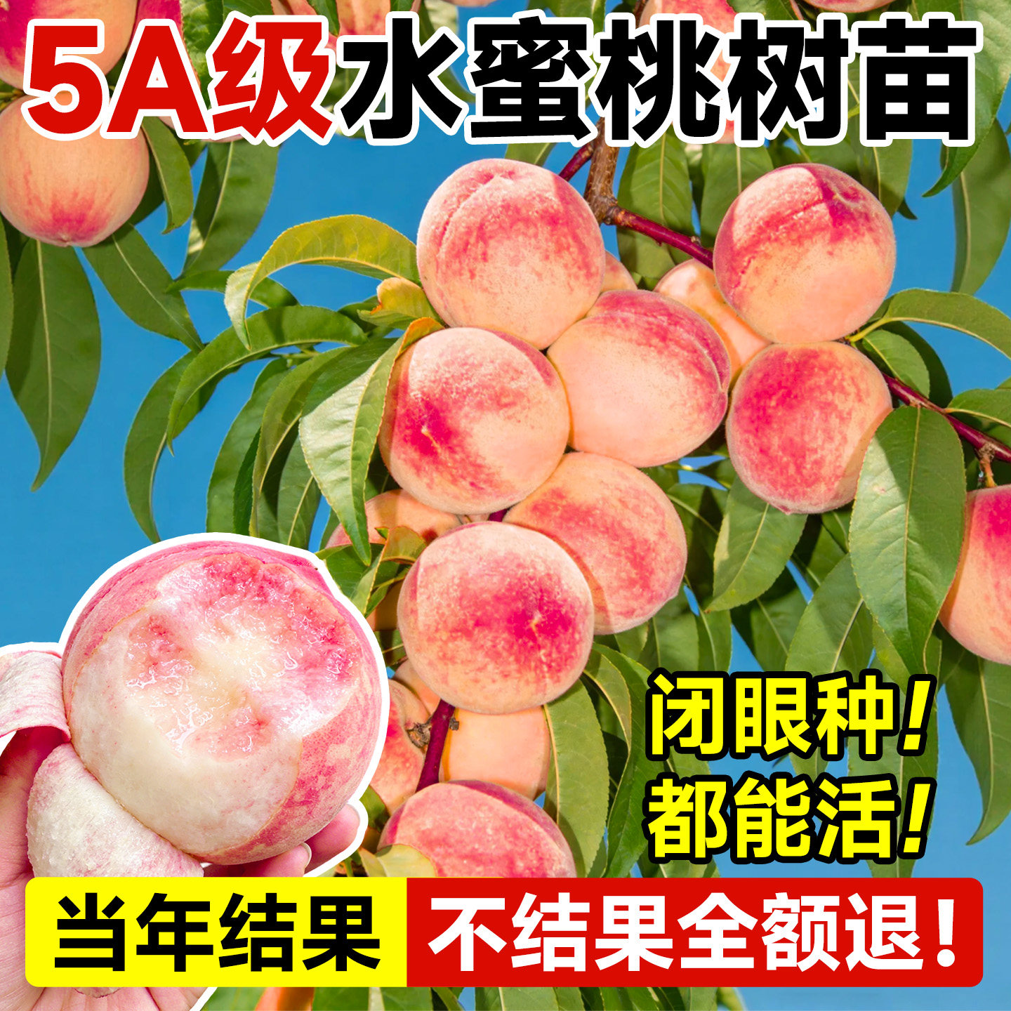 桃树果苗水蜜桃树苗早熟高产四季可种树苖当年结果南北方种植树苗
