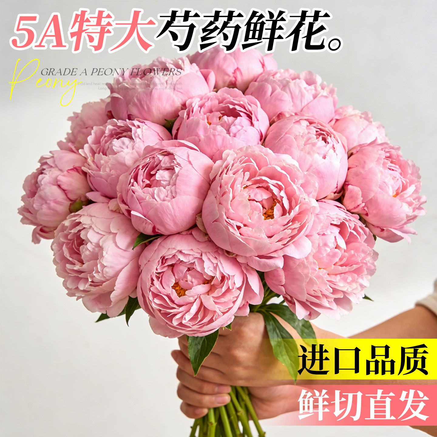 芍药鲜花云南直发重瓣莎拉鲜花芍药花束进口山东牡丹百合鲜切花卉